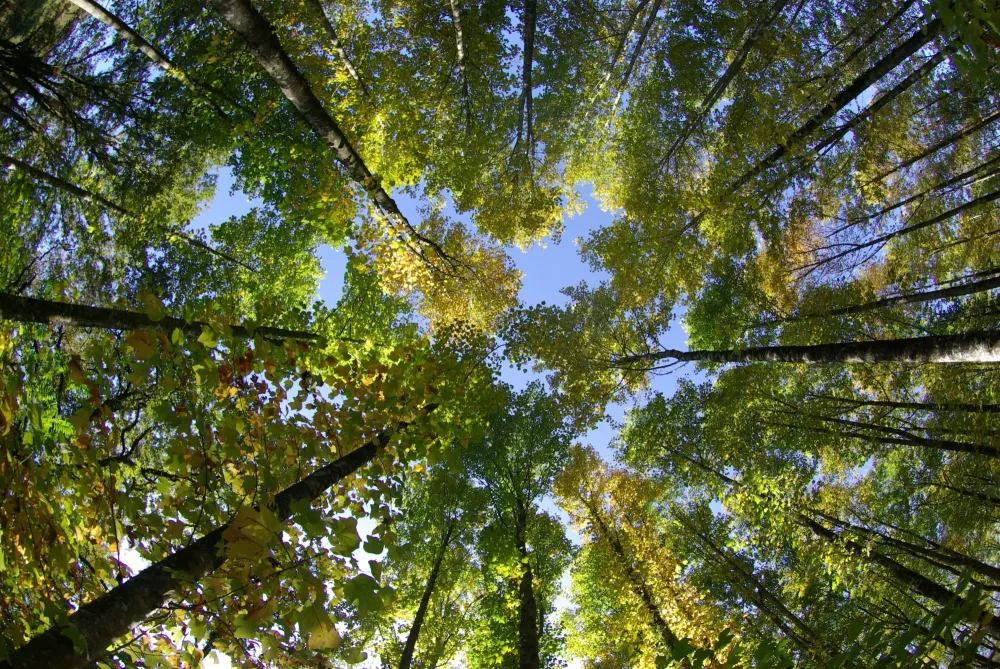 Expert forestier près de Uzerche