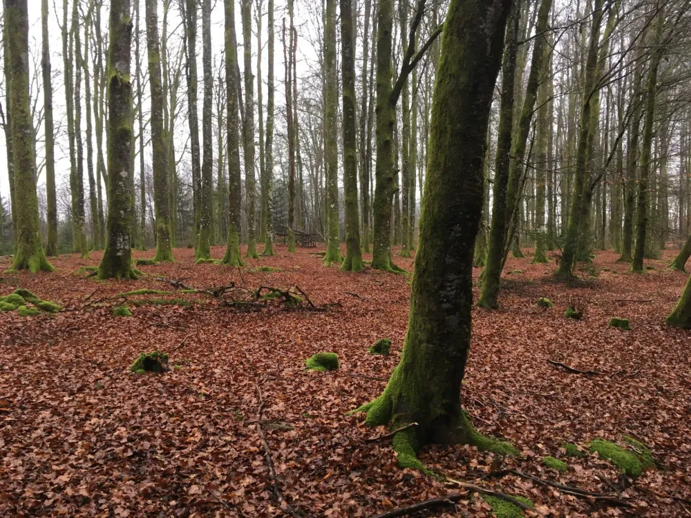 Expertise judiciaire forêt près de Uzerche