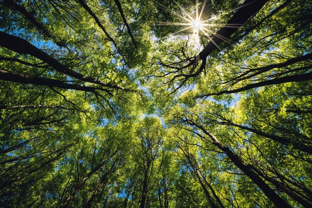 Gestion forestière près de Uzerche