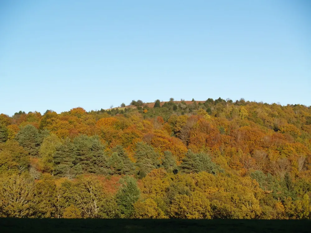 Marquage coupe de bois près de Uzerche